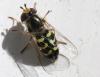 Scaeva selenitica
